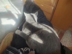 -纳吉亚猫专科动物诊疗中心(蒋宅口分院)