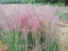 -艾溪湖湿地公园