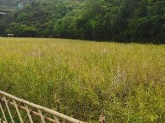 -贵阳市花溪国家城市湿地公园