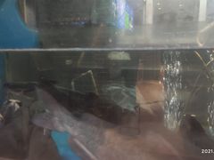 -大河宴·椒麻鱼火锅(克拉玛依西路头宫店)