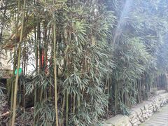 -贵州森林野生动物园