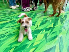 -1013 PET SHOP 宠物商店(近铁城市广场店)