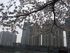 -西北湖绿化广场
