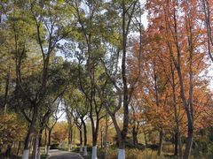 -昆山城市生态森林公园