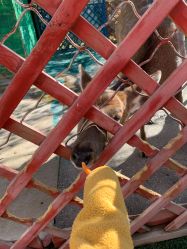 -萌宠亲子动物乐园(槐房万达店)