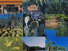 -深圳仙湖植物园