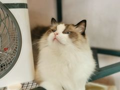 -喵屿·大理花园猫咖