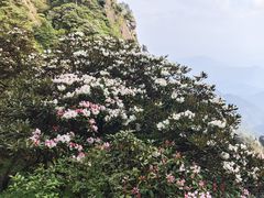 -三清山希尔顿度假酒店