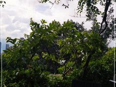 -青青世界