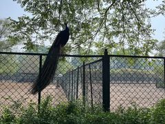 -北京麋鹿生态实验中心