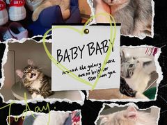 -猫大福·Fortune Cat猫舍(百子湾店)