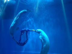 -芜湖新华联大白鲸海洋公园