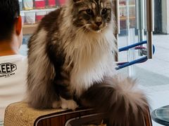 -瞄一喵猫咖(格力海岸店)
