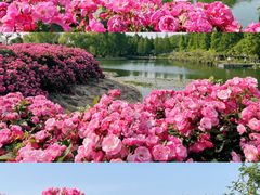 -上海辰山植物园