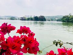-惠州西湖丰渚园