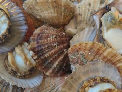 -宾朋海鲜饭庄(兴海路店)