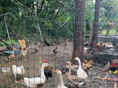 -老袁家蜜桃农场·阳山水蜜桃