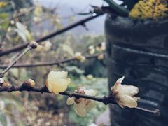 -南山植物园
