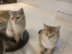 -飞行喵MR PILOT|猫舍·猫咖(静安大融城店)