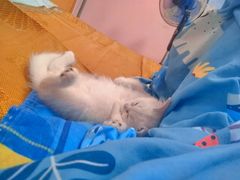 -糯米喵星人总部直营旗舰店·猫舍·幼猫出售