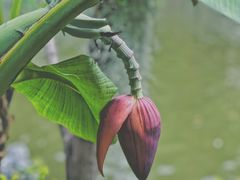 -深圳仙湖植物园
