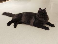 -藏猫猫咖啡主题馆(中央大道店)