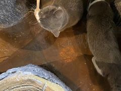 -猫猫幼稚园·撸猫·桌游·电玩