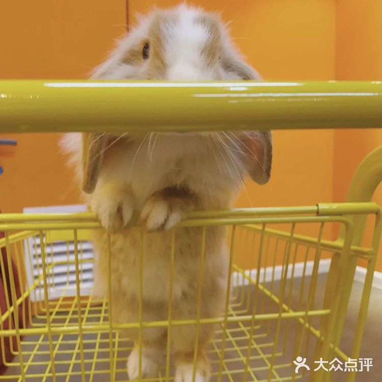成都探店｜首家·安哥拉巨兔体验馆 超萌