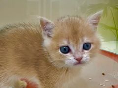 -青奢宠物·青奢猫舍