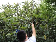 -塘栖枇杷特色园区