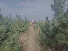 -日照海滨国家森林公园