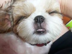 -艾吉宠物医院·疑难杂症转诊中心·猫友好(碧江路院)