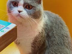 -猫色咖啡·猫咖