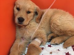 -瑞派福兴宠物医院犬猫全科·骨科·中西医结合(河东店)