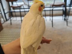 -吉丁鸟咖·异宠·寄养