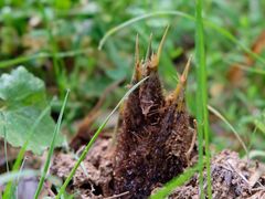 -宁波浙东大竹海景区