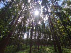 -黄海国家森林公园