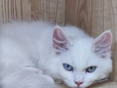 -山宅一喵德文卷毛猫舍