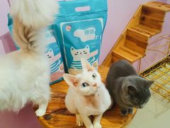 -70cat德文卷毛猫·缅因猫纯种猫舍