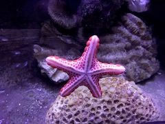 -悉尼海洋生物水族馆