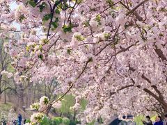 -海棠花溪(元大都城垣遗址公园)