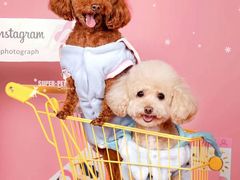 -超宠爱宠物摄影-Super pet