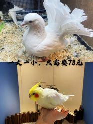 -Moni星球萌宠·小马宝莉·灵蛇·高端高阶全萌宠互动体验俱乐部(红豆国际广场店)