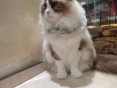 -藏猫猫咖啡主题馆(中央大道店)