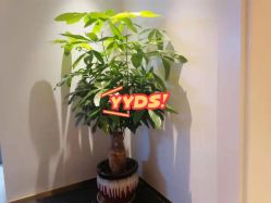 -苑苑vbeauty科技美容SPA