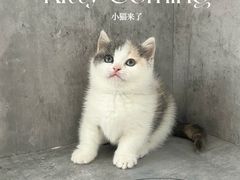 -小猫来了·猫舍(红山六九七九店)