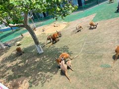 -西霞口神雕山野生动物世界