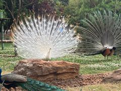 -昆明动物园