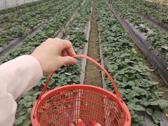 -南宁良凤江国家森林公园