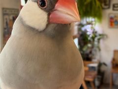 -吉丁鸟咖·异宠·寄养